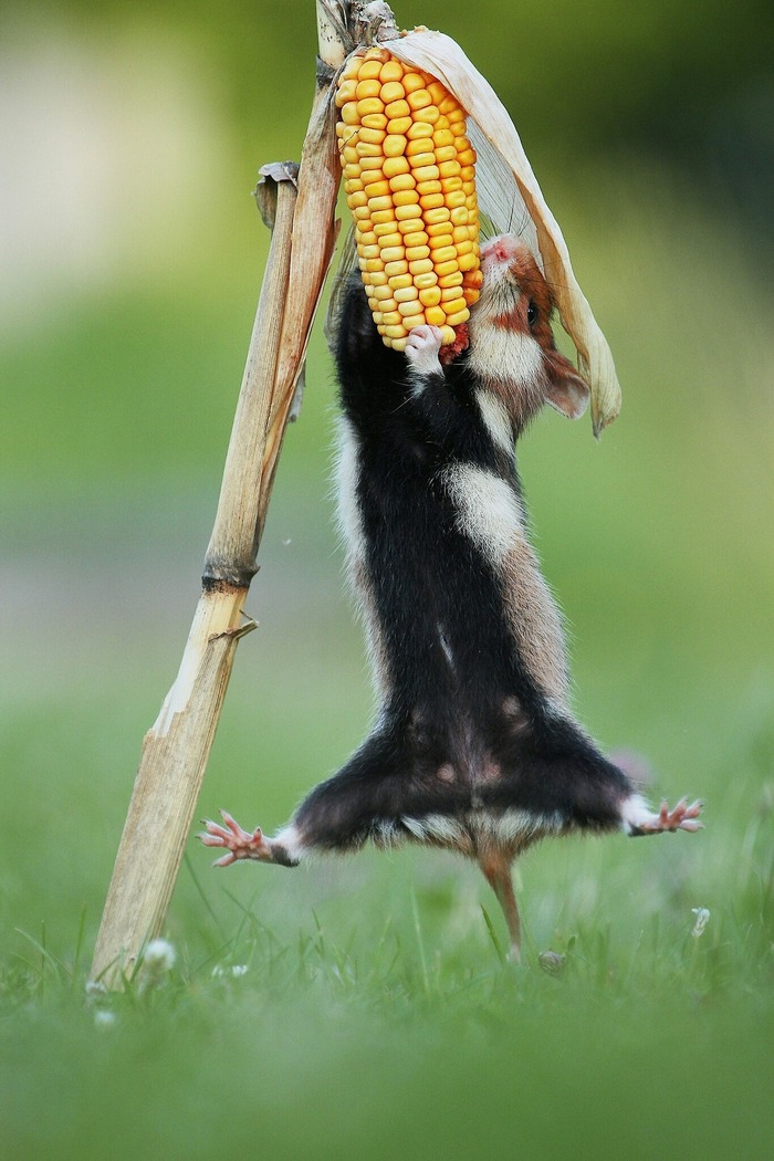 You are not yourself when you're hungry - Hunger, Animals, Corn, Milota, The photo, Funny, Rodents