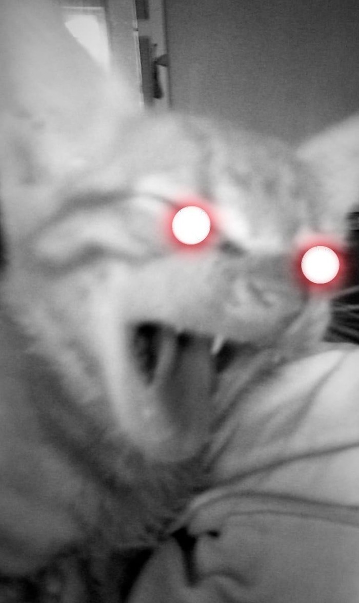 Kitty from hell - My, cat, , The photo