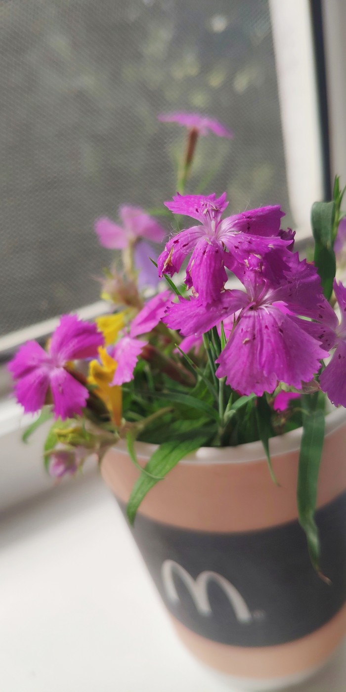 Bouquet of field beauty - Macro photography, Macro, The photo, McDonald's, Flowers, Wildflowers, My