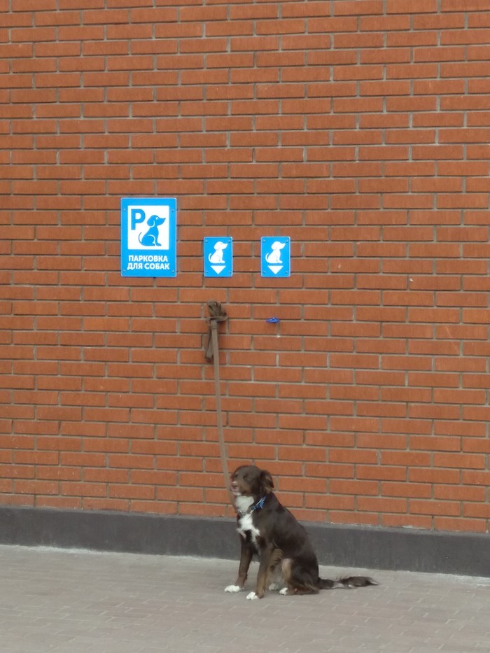 New type of parking - Dog, Parking, My