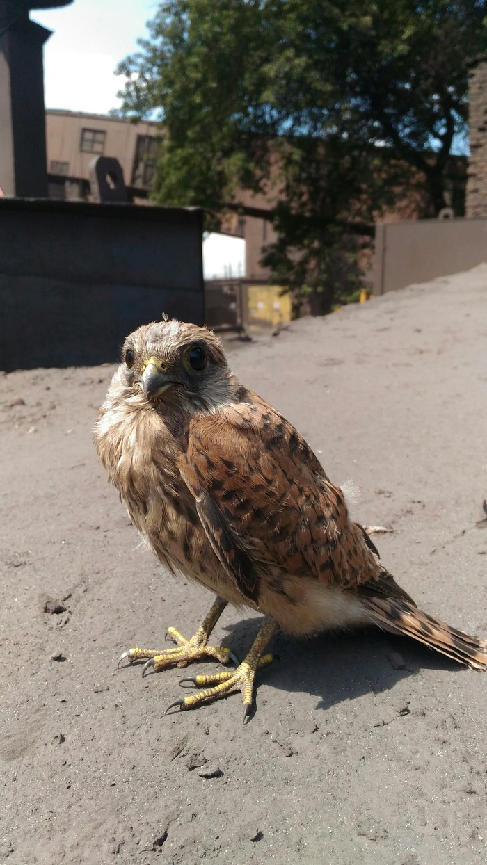 Hot Summer - My, Heat, Summer, Red-footed falcon