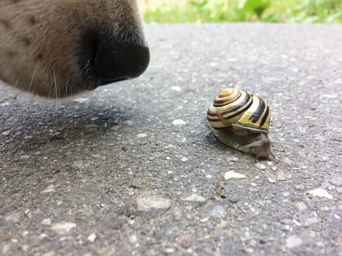 Nose, snail and Danae. - My, cat, Dog, Snail, Danae, The photo, Longpost, Golden retriever