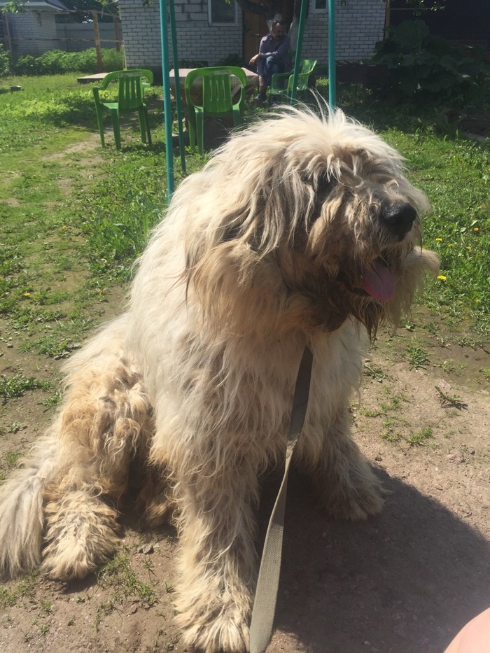 History of one haircut. - Grooming, My, Longpost, Fashion, Sheepdog, South Russian Shepherd Dog