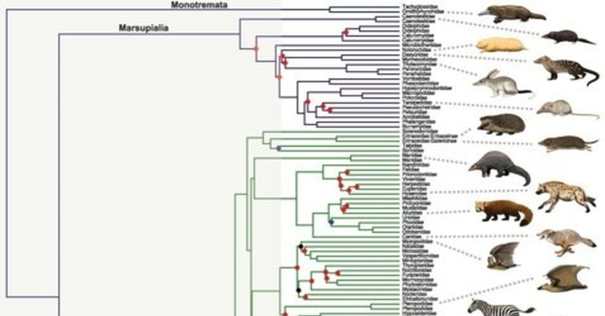 Эволюция классов животных. Филогенетическое Древо позвоночных. Филогения млекопитающих схема. Филогенетическое дерево млекопитающих. Эволюционное Древо млекопитающих.
