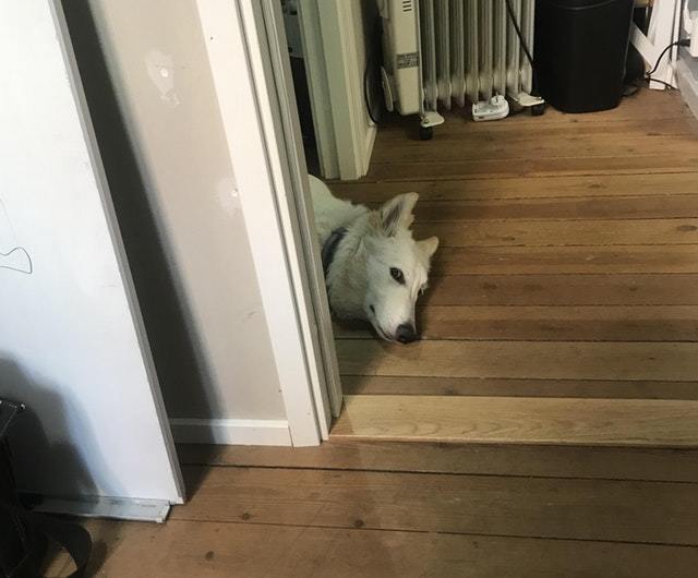 My colleague's dog was not allowed into my office. Now she watches me all day from the hallway. - Dog, Animals, Pets, Milota, Reddit