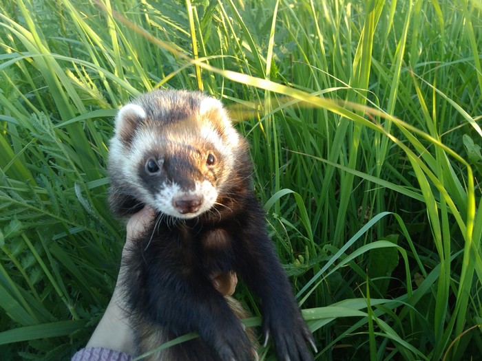 Walking in the fresh air is useful! - My, Ferret, Nature, Milota