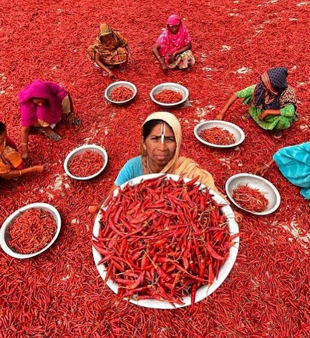 Harvesters in India - The photo, Longpost, India, Harvest