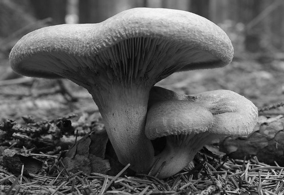 The most dangerous edible mushrooms - Mushrooms, , , Longpost