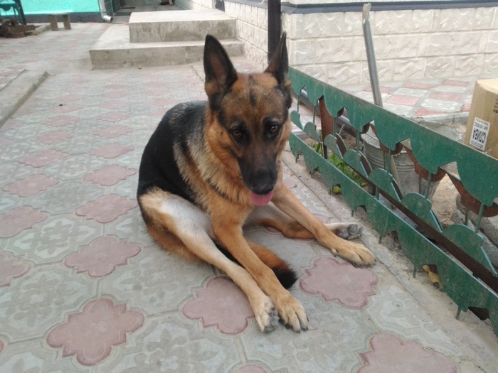 There seems to be something wrong with my dog... - My, Dog, Animals, German Shepherd, Is sitting, Heroin, The photo