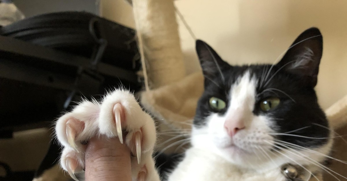 Котик показывает лайк