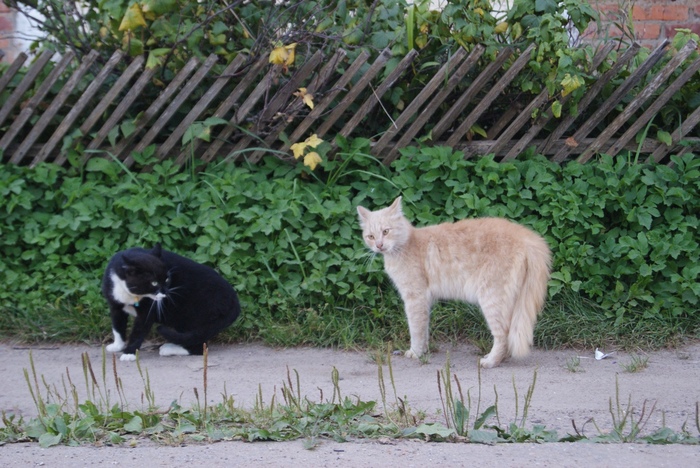 Village gopota - My, cat, Разборки, Village