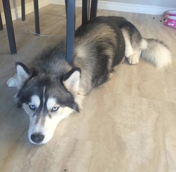 dog nailed to the floor - Husky, Table, Dog