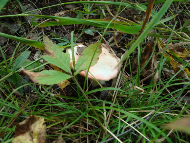 The art of disguise... - Forest, Mushrooms, Longpost, August