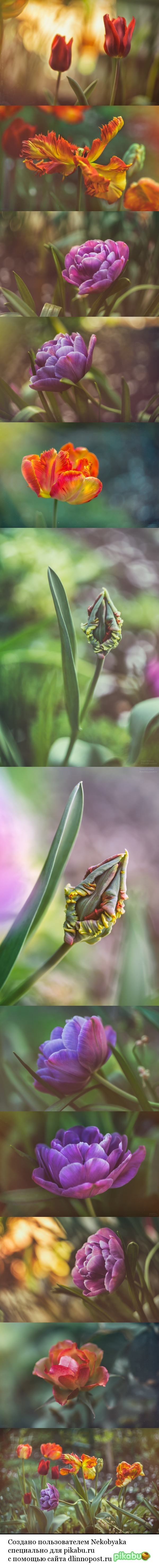 Flowers and sunset - My, The photo, Flowers, Tulips, Sunset, Nature, Helios44-2, the Rose, Bokeh, Longpost, Helios44-2