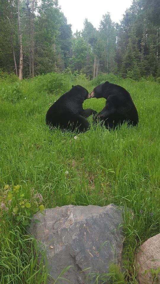 Kisses. - The photo, The Bears, Kiss, Milota