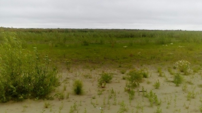 Вышел прогуляться Природа, Мой край, НАО, Трава, Фотография, Длиннопост