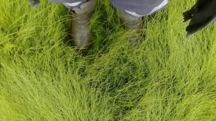 Вышел прогуляться Природа, Мой край, НАО, Трава, Фотография, Длиннопост