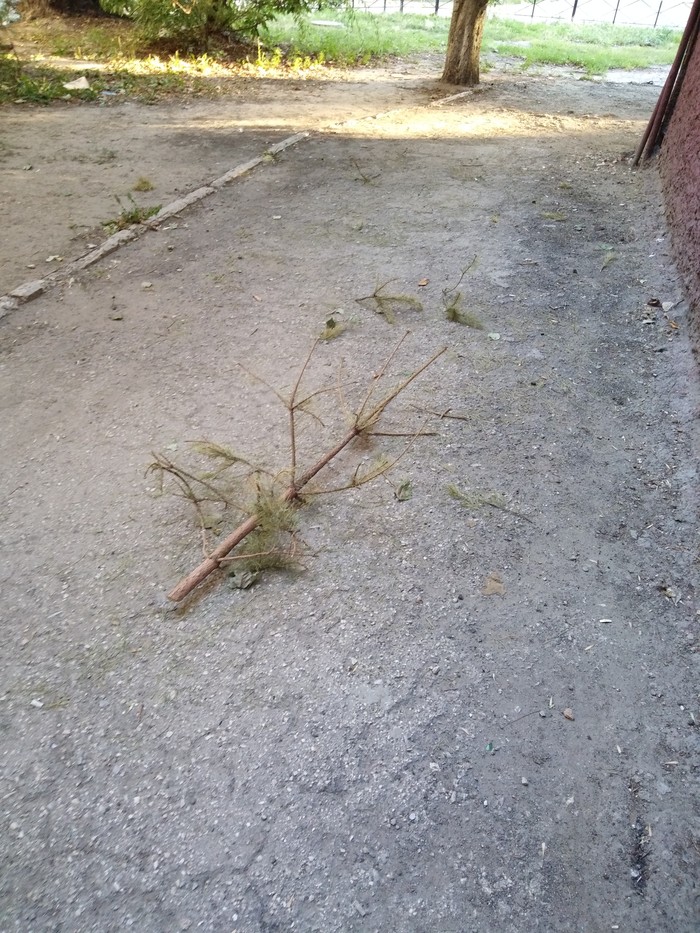 Another weakling gave up - My, Christmas trees, Thrown out, August