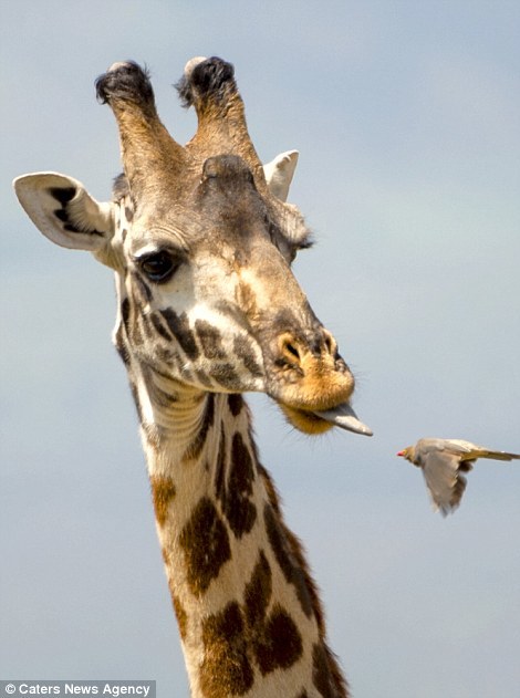 Service - Africa, Tanzania, Animals, Giraffe, Birds, Starling, Longpost