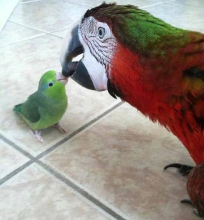 Care - A parrot, Cockatoo, Lovebirds, Care