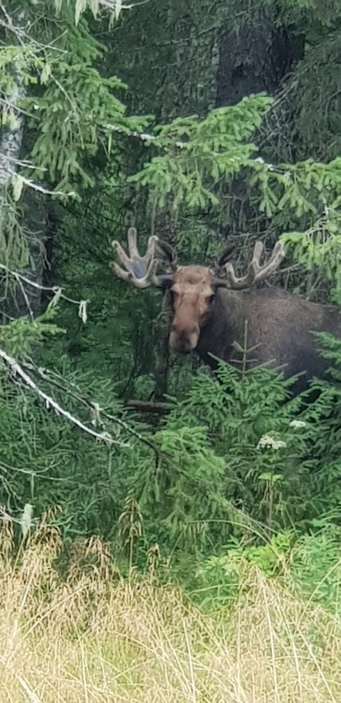 Moose, just moose... - My, Elk, Nature, Handsome men