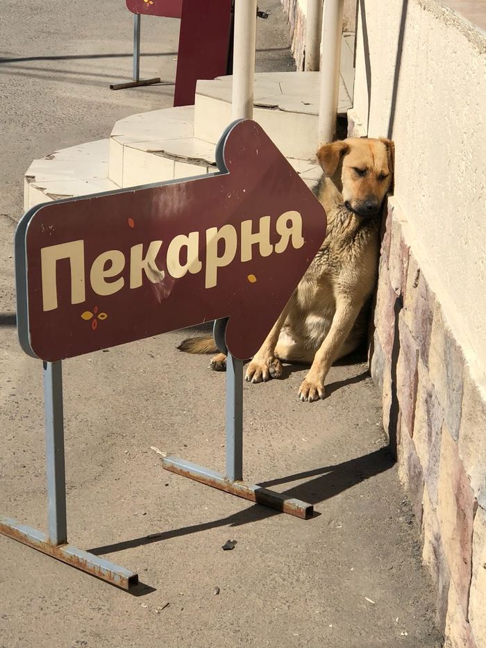 Припекло - Моё, Собака, Жара, Город, Пекарня