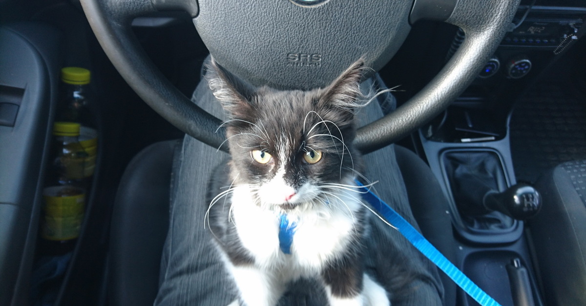 Автопутешествия с котом. Кошачий велосипед. Бесстрашная кошка. Автопутешествие с котом. Кот ездил.