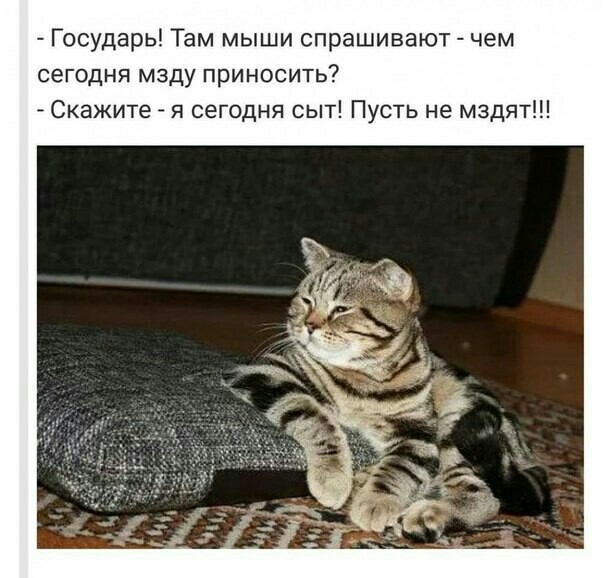 Про кота и мзду - Фотография, Из сети, Кот