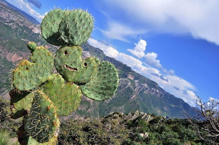 I found this lucky cactus when I was camping - Reddit, Cheburashka, Cactus, Pareidolia