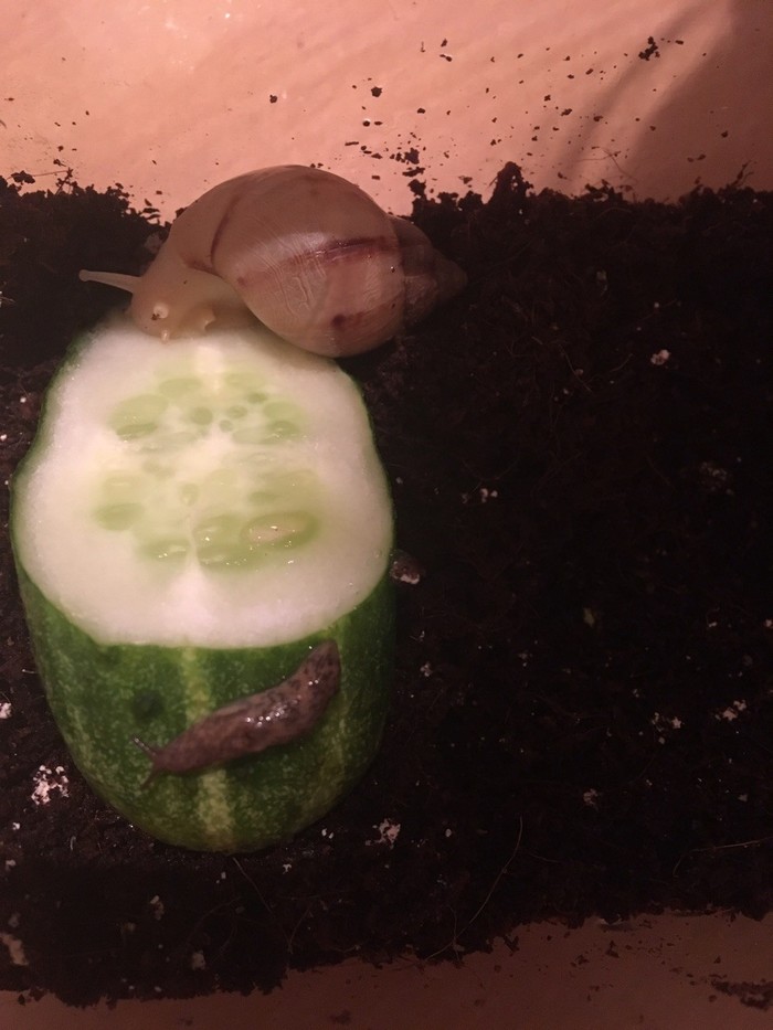 Улитка и слизняк