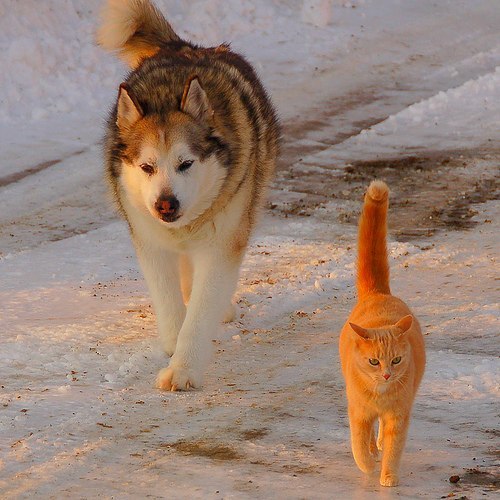 Two brothers - cat, Dog, Gangsta, Animals, Cool, Winter, friendship