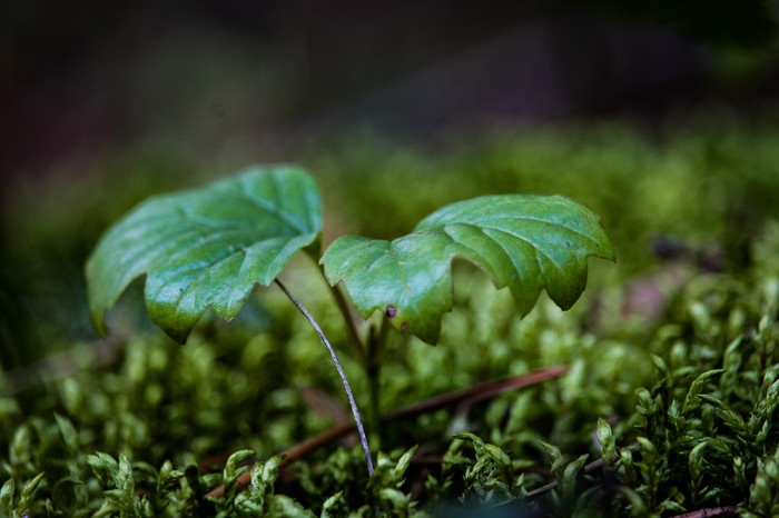 Мир под ногами Длиннопост, Дзержинск, Фотография, Canon 1300d, Природа