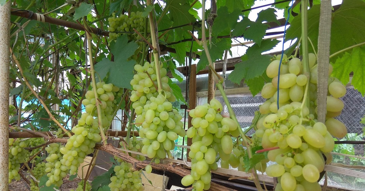 Купить плодовых в беларуси. Виноград Аристократ на севере Белоруссии.