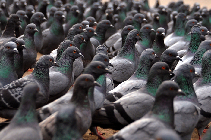 10 интересных фактов о голубях. Интересное, Факты, Голубь, Длиннопост