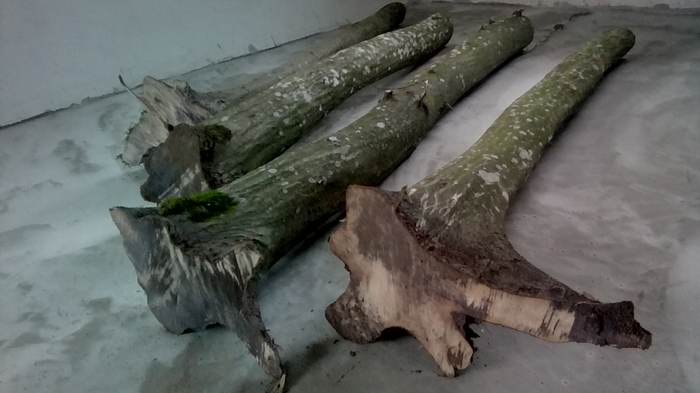 Стоит ли браться. Граб.