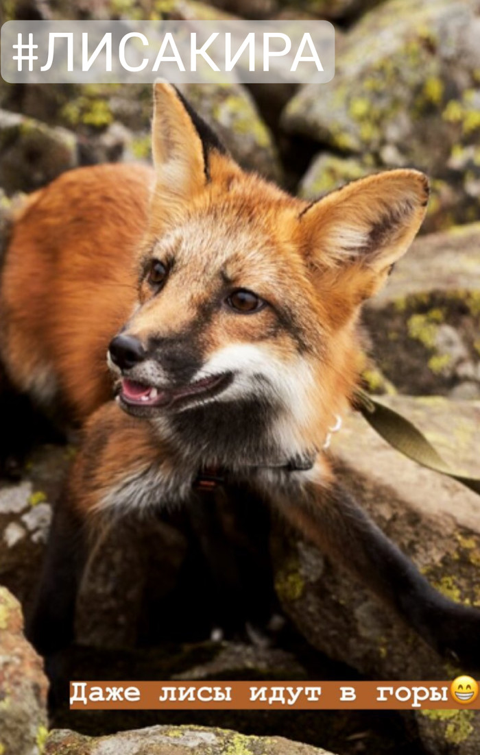 mountain fox - My, Kira, Domestic fox, Lisa Kira, Fox, Animals, Milota, The mountains, Konzhakovsky stone, Longpost