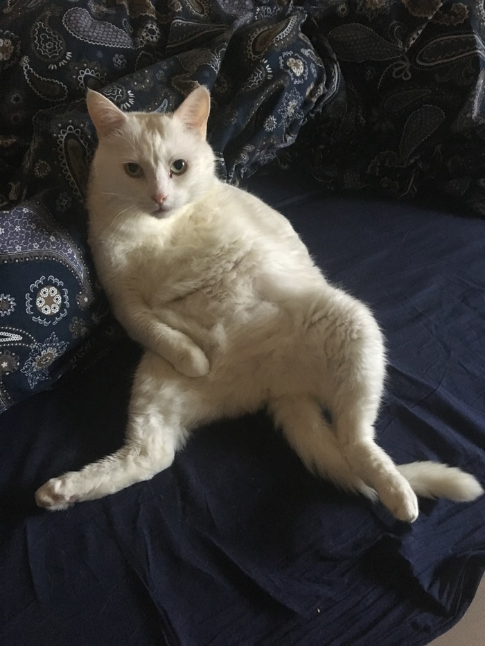 -Привет, я Джони Джонни, Кот, Белый, Сахар, Зефир, Длиннопост