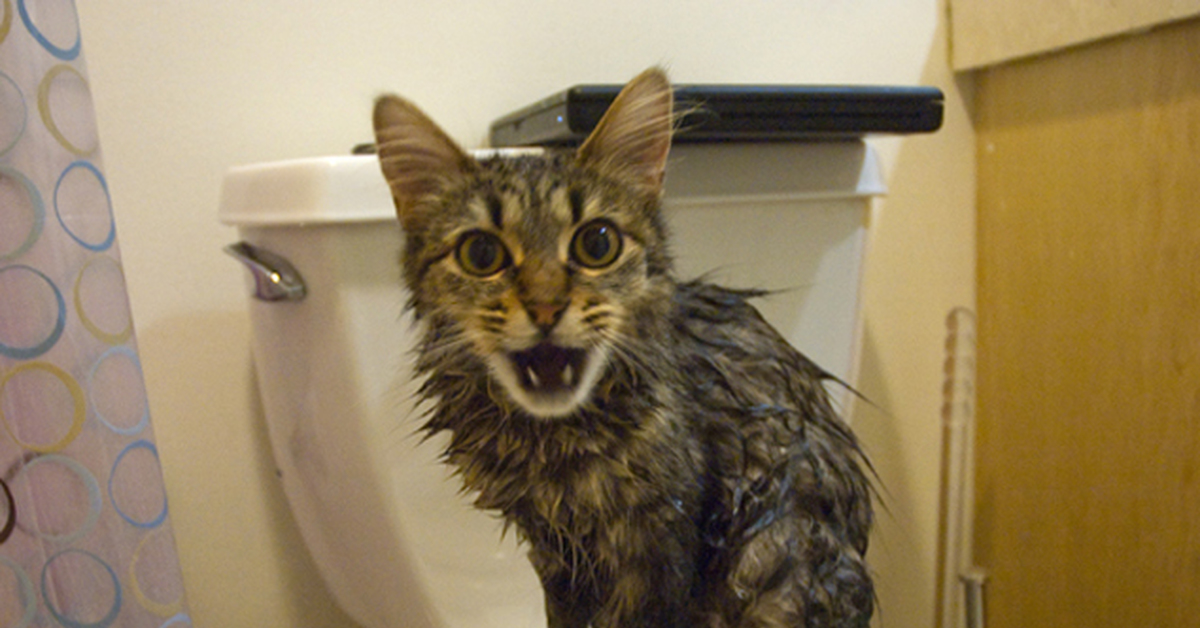 Киска терпит. Мокрая кошка. Мокрый облезлый кот. Мокрые коты. Драная кошка.