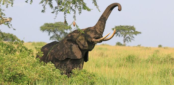 Active 'zombie' gene is another reason elephants are resistant to cancer - Elephants, Oncology, Apoptosis, , , Longpost