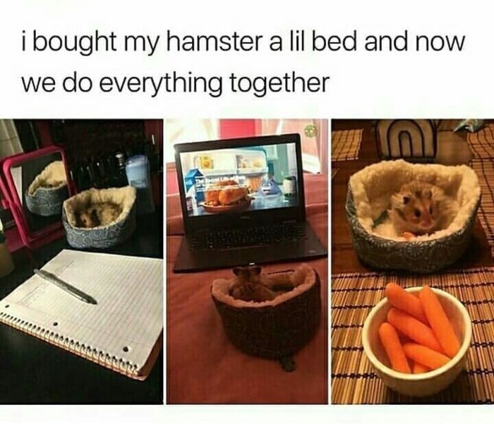 When a hamster is a member of the family - Hamster, Friend, Animals, Milota, friendship, Bed, Picture with text