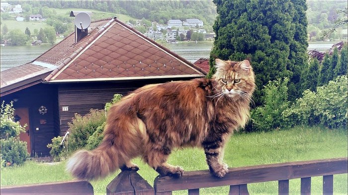 SEALS and MICE - My, My, cat, Maine Coon, , 