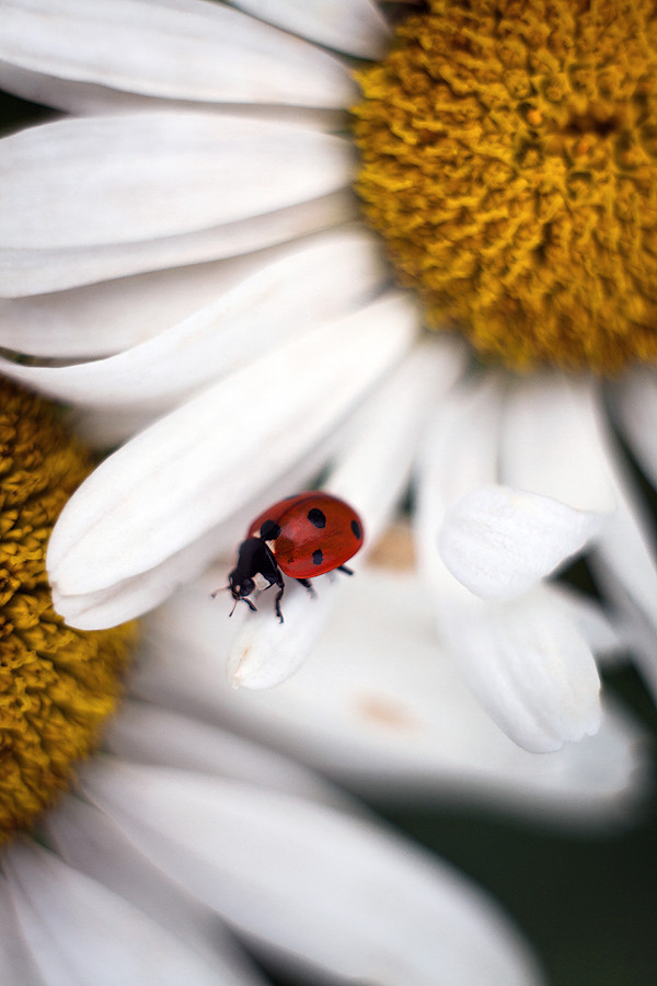 ladybug - My, The photo, Macro, Insects, ladybug, Chamomile, Nature, Macro photography