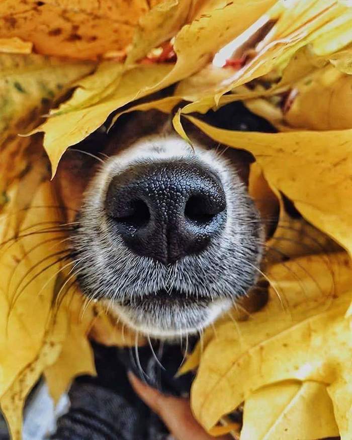Autumn on the nose - Leaves, Animals, Dog, Images, Autumn