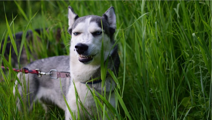 .. - My, Husky, Dog, Grass, Smile, Nature, Eyes