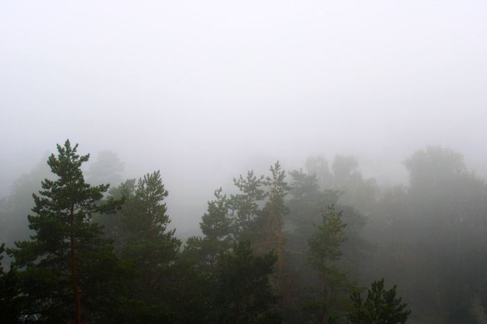 Утренний туман