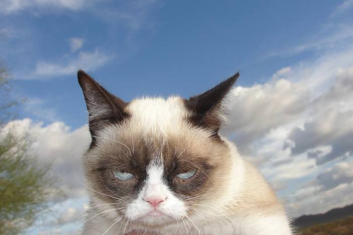 Grumpy Cat   Grumpy Cat, , 