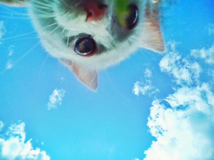 The sky and the cat, the cat and the sky, and a piece of grass - My, cat, Sky, Grass, The photo