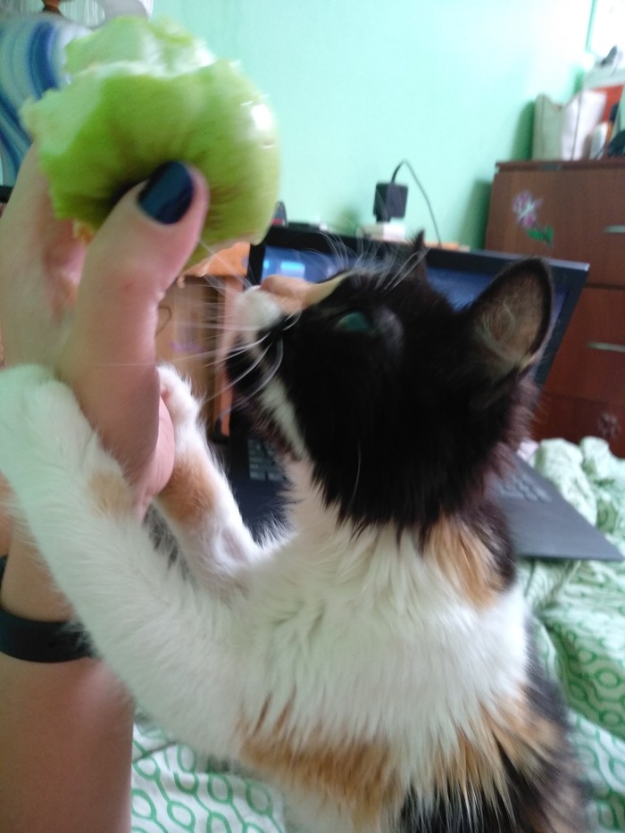 Cat-appleholic grief in the family))) - My, Tricolor cat, cat, Longpost