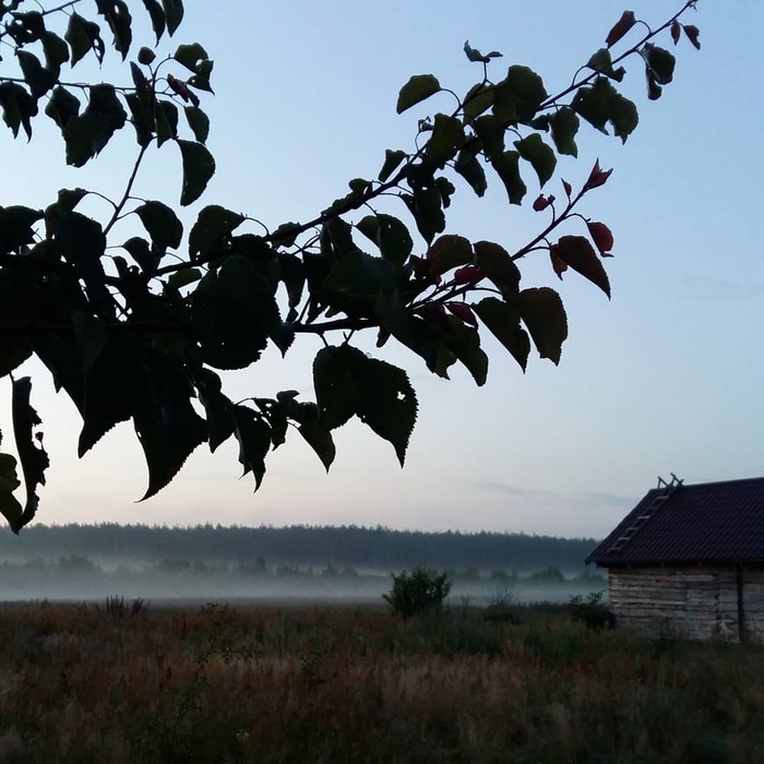 pre-dawn morning - My, Morning, Dacha, Nature