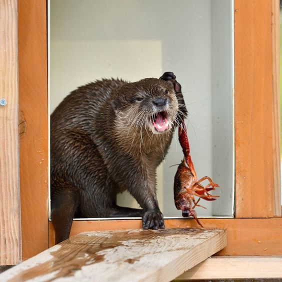 Waiter, this lobster is so unprepared that it's trying to attack me! - The photo, Otter, Lobster, Crab